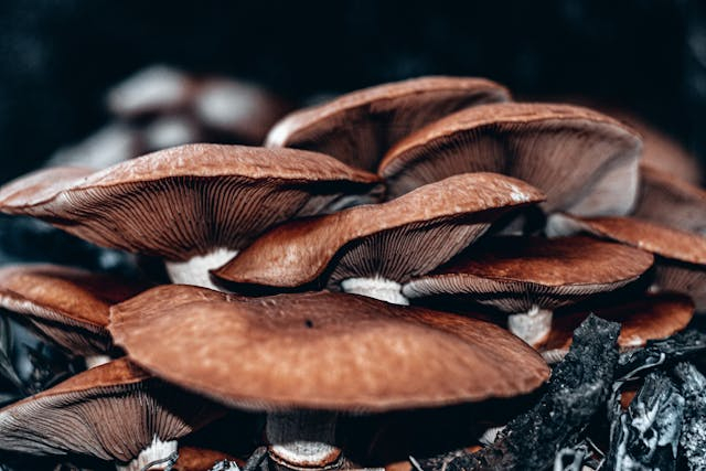 What Functional Mushrooms Help with Cognition and Executive Function?