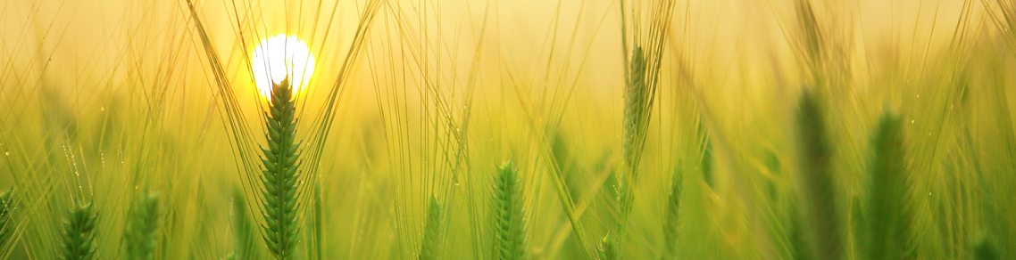 Wheat field with sun